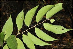 Cleistanthus patulus